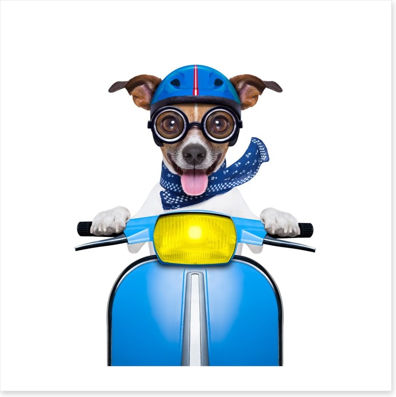 Delivery dog