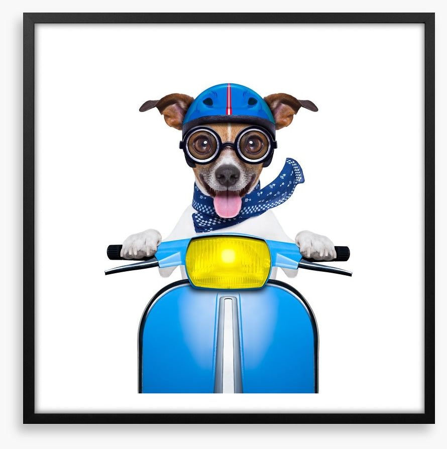 Delivery dog