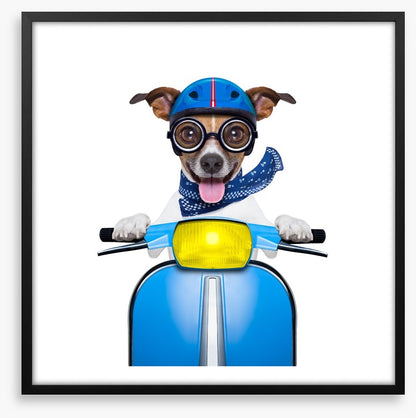 Delivery dog