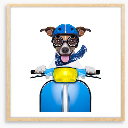 Delivery dog