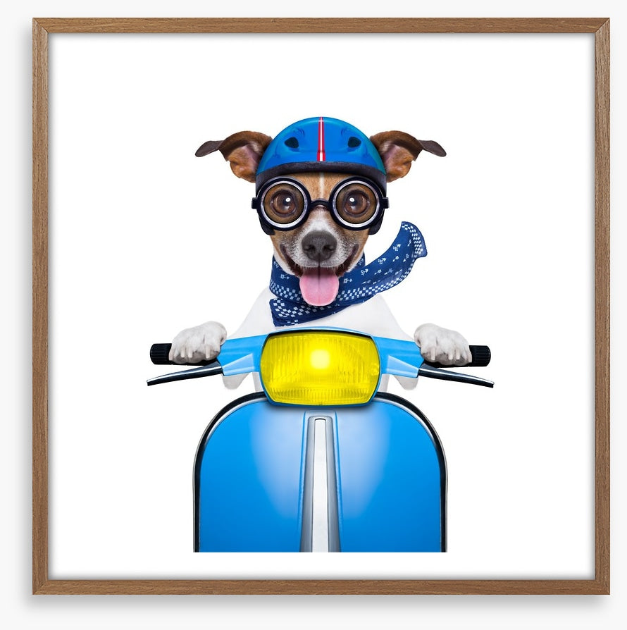 Delivery dog