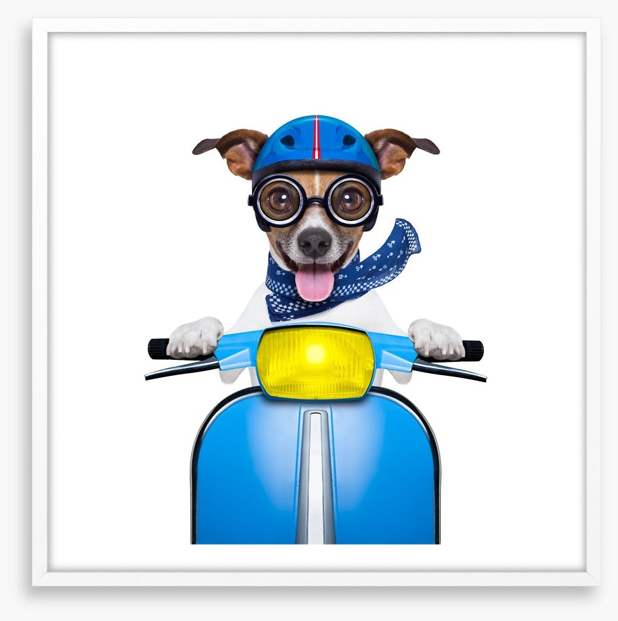 Delivery dog