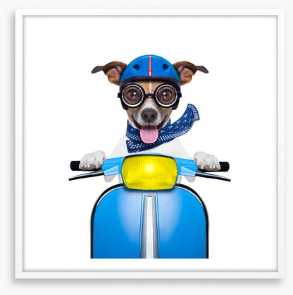 Delivery dog