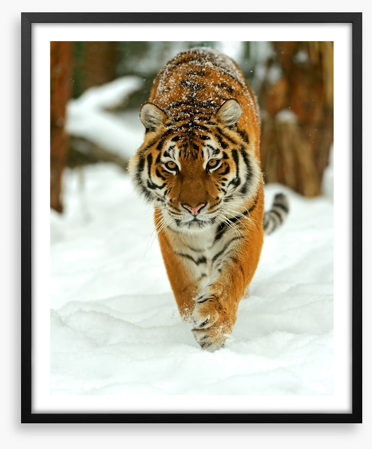 Portrait of a Siberian tiger