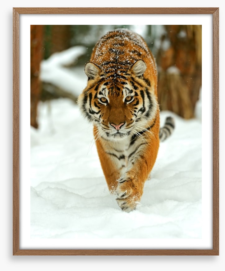 Portrait of a Siberian tiger