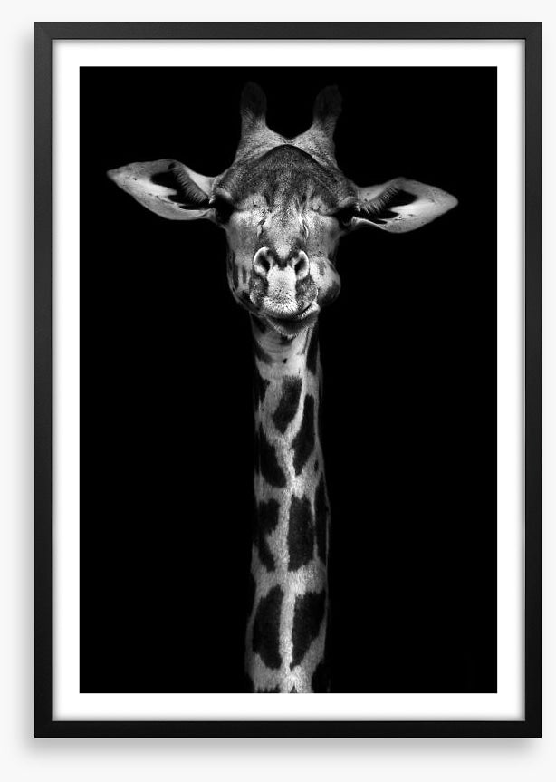 Giraffe in black and white