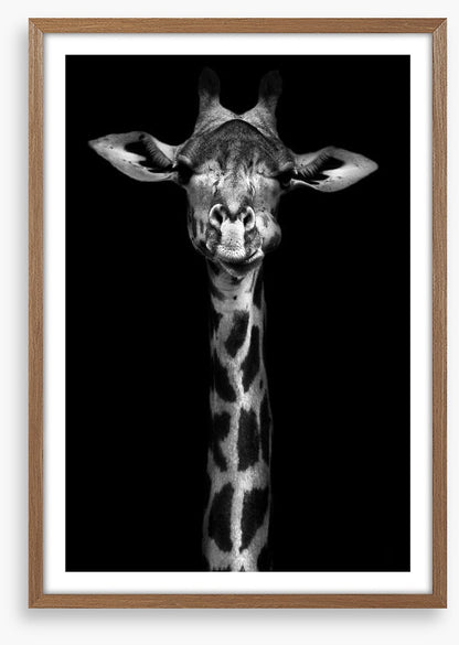 Giraffe in black and white