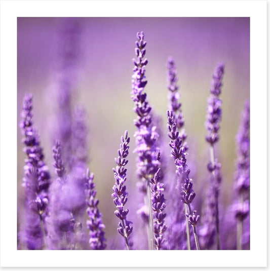 Lavender life
