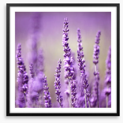 Lavender life