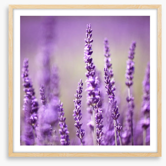Lavender life