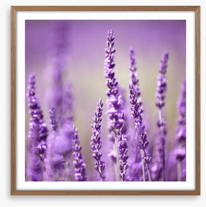 Lavender life