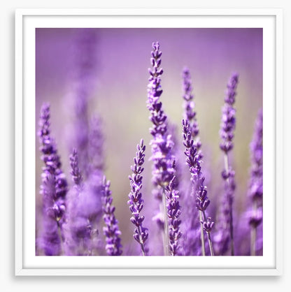 Lavender life