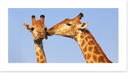 Giraffe kiss