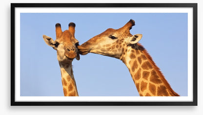 Giraffe kiss