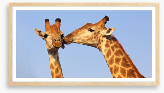 Giraffe kiss