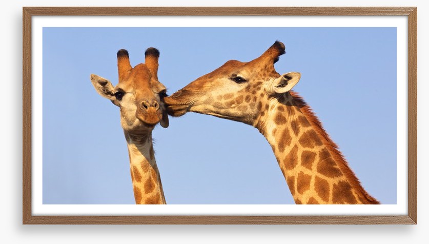 Giraffe kiss