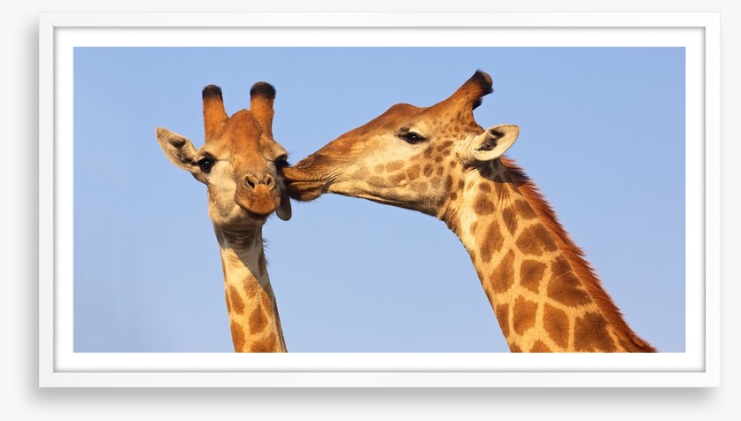 Giraffe kiss