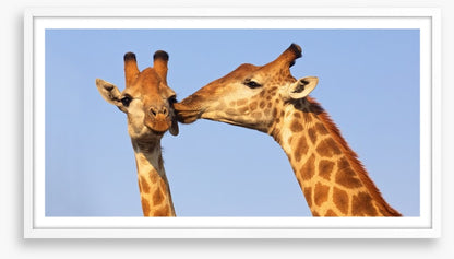 Giraffe kiss