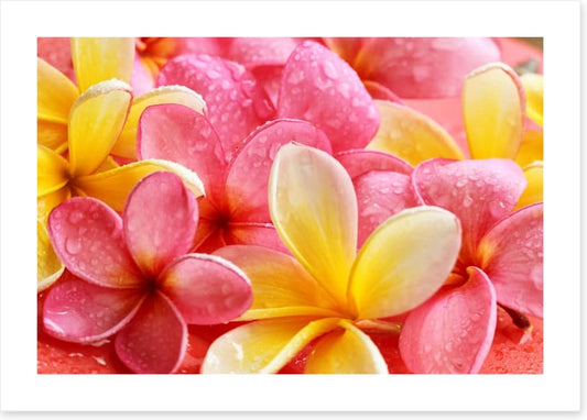 Frangipani flowers