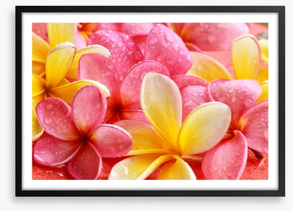 Frangipani flowers