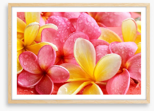 Frangipani flowers