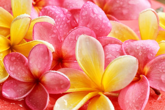 Frangipani flowers