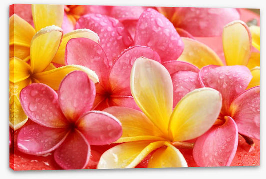 Frangipani flowers
