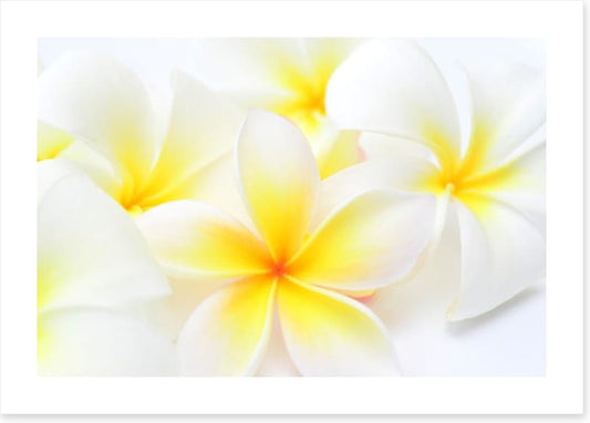 Tropical frangipani