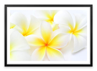 Tropical frangipani