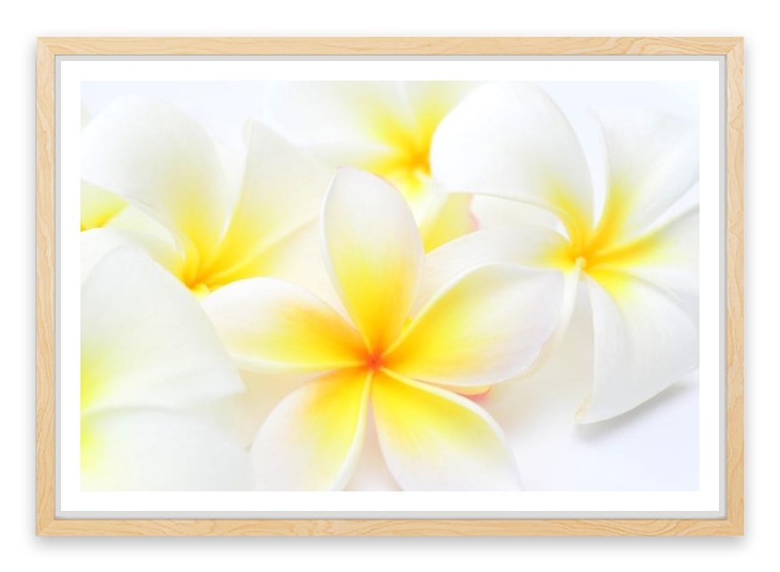 Tropical frangipani