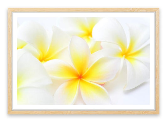 Tropical frangipani