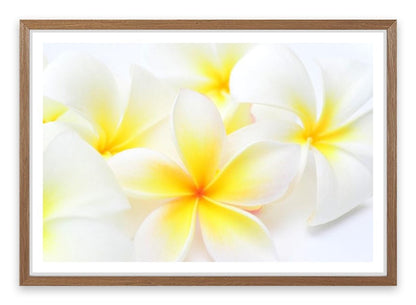 Tropical frangipani