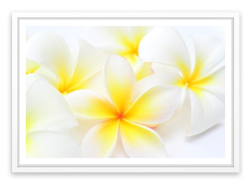 Tropical frangipani