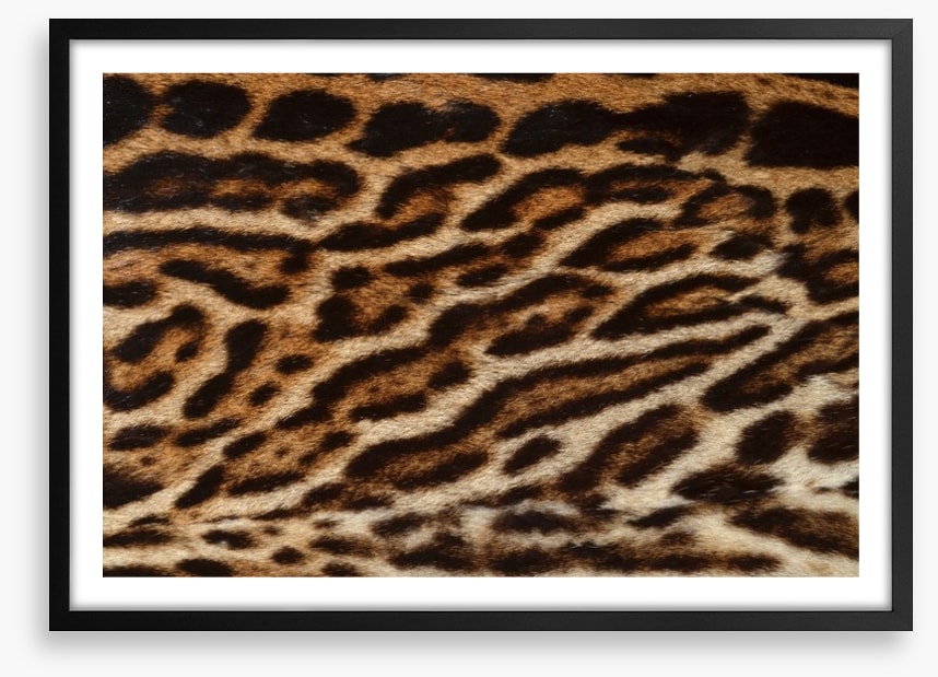 Animal Print