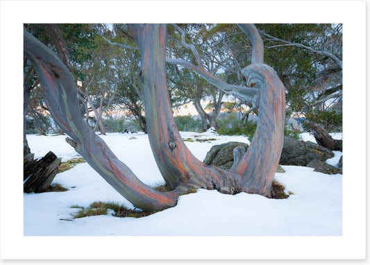 Pink snow gums