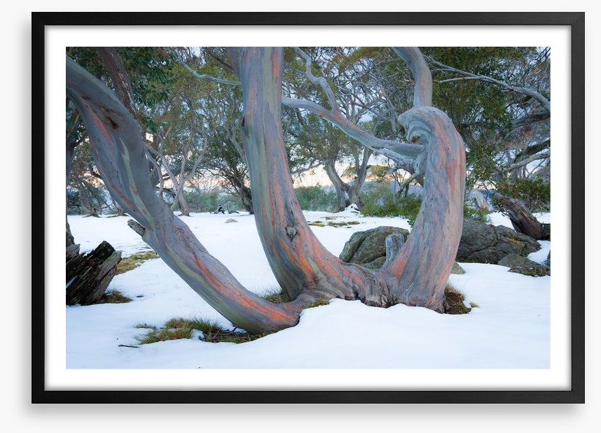 Pink snow gums