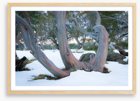 Pink snow gums