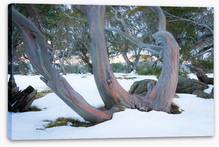 Pink snow gums