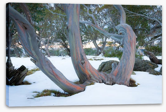 Pink snow gums