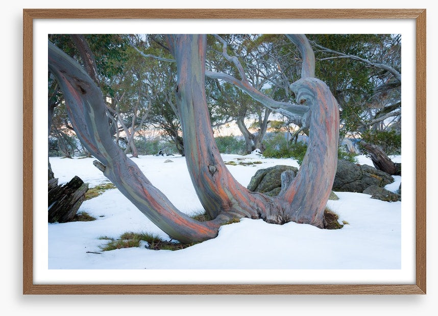 Pink snow gums