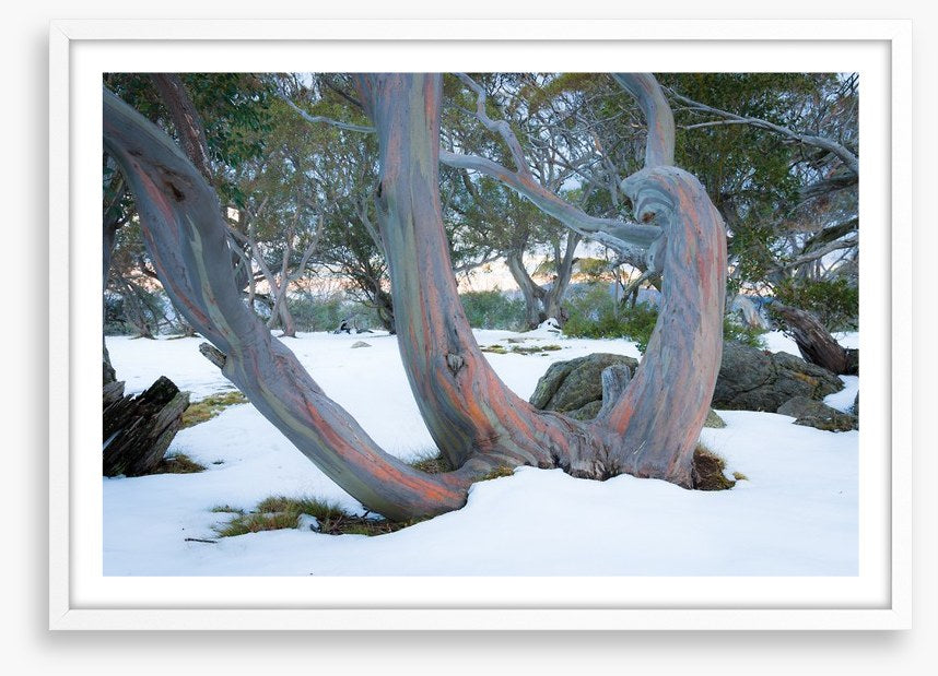 Pink snow gums