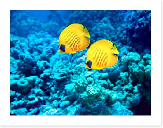 Yellow coral fish