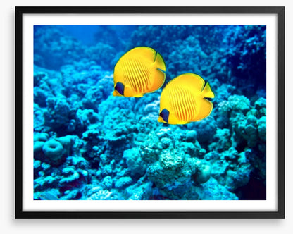 Yellow coral fish