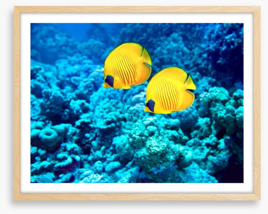 Yellow coral fish