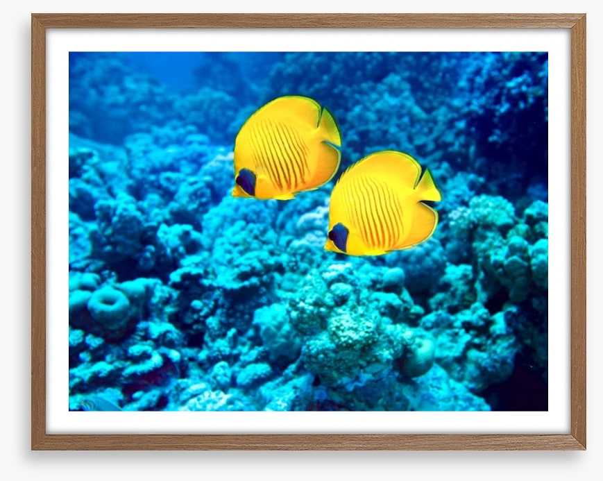 Yellow coral fish
