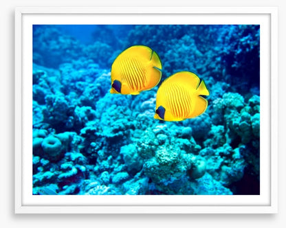 Yellow coral fish