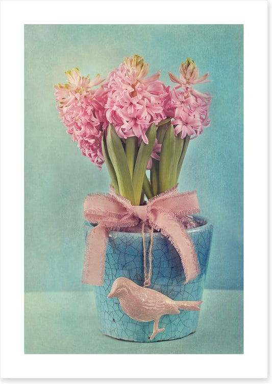 Pink hyacinth pot