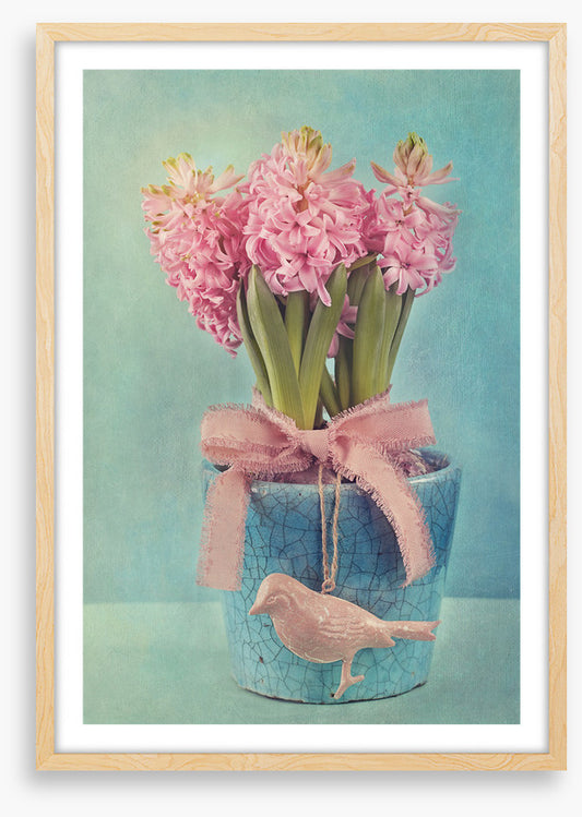 Pink hyacinth pot