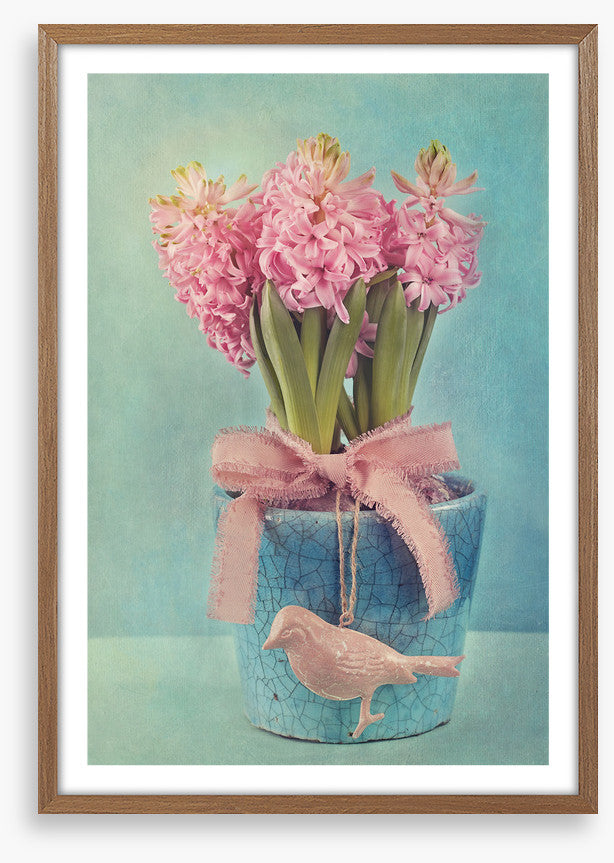 Pink hyacinth pot