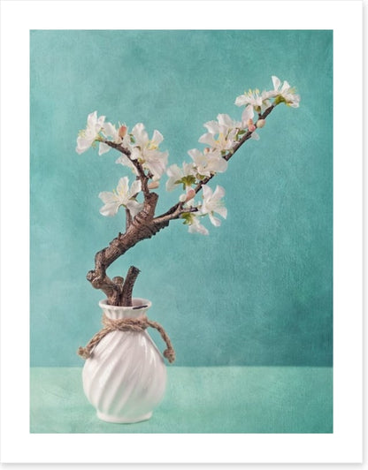 Spring apple blossoms